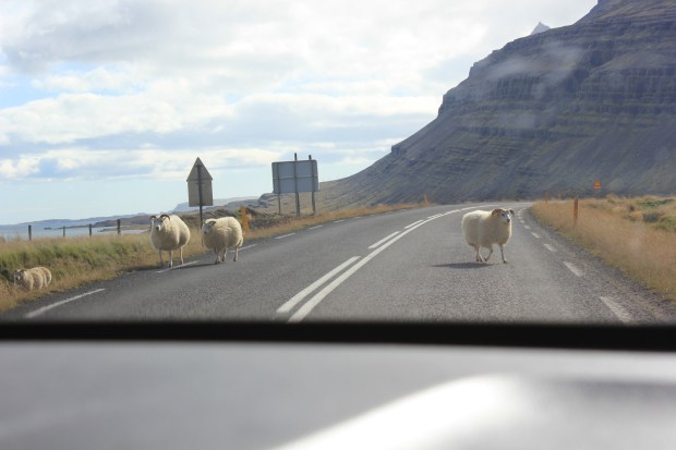 Sheep on the Ring Road in Iceland